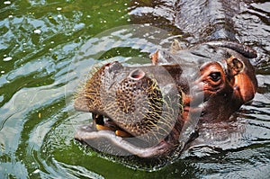 Portrait of a Hyppopotamus Hippo swimming in the water (You can see the sharp teeth in the opened muzzle