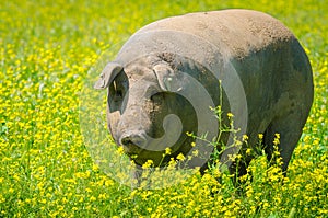 Portrait of Iberian pig herd in a flower field