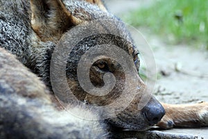 portrait of an iberian wolf photo