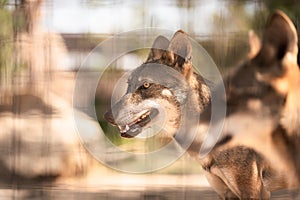 Portrait of an iberian wolf, Canis lupus signatus, or canis lupus lupus, in captivity in a spanish zoo