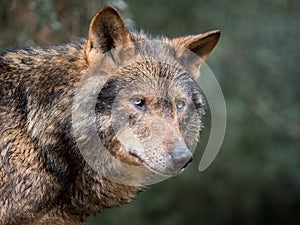 Portrait of iberian wolf photo
