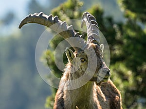 Portrait of an ibex on the high plateaux of the Vercors, Southern French Alps