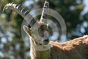 Portrait of an ibex on the high plateaux of the Vercors, Southern French Alps
