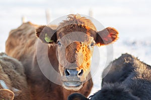 Portrait of an Icelandic cow on a farm in winter in the snow