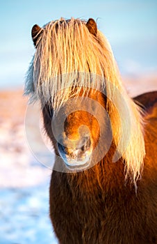 Portrait of an icelandic horse