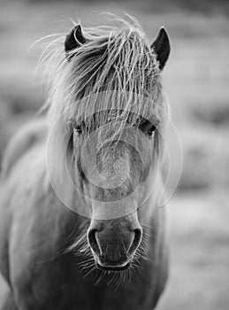 Portrait of Icelandic horse in black and white