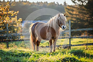 Portrait of an Icelandic horse in field