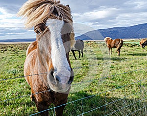 Portrait of Icelandic horses with long mane and forelock in the fall