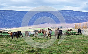 Portrait of Icelandic horses with long mane and forelock in the fall