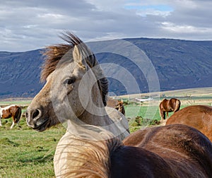 Portrait of Icelandic horses with long mane and forelock in the fall