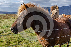 Portrait of Icelandic horses with long mane and forelock in the fall