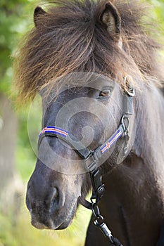 Portrait of icelandic pony