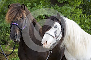 Portrait of icelandic pony