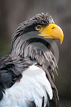 Portrait if Steller& x27;s sea eagle, Haliaeetus pelagicus.