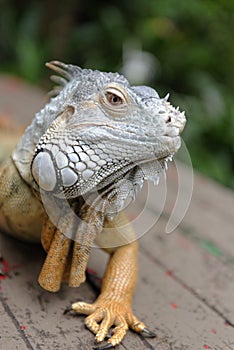 Portrait of an iguana