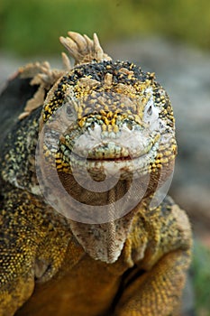 Portrait of an Iguana