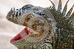 Portrait of Iguana