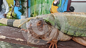 Portrait of an iguana in profile.