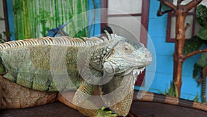 Portrait of an iguana in profile.