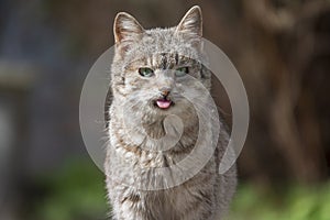Portrait of ill cat with genetic decease