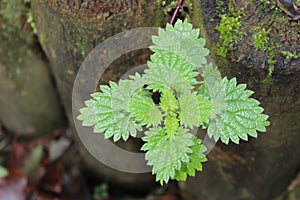 Beautiful view of Portrait small plant image