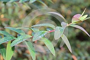 Beautiful view of Portrait small plant image with water pearls