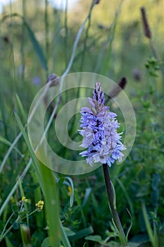 A portrait image of a purple wild marsh orchid shot in The Burren National Park,  Ireland