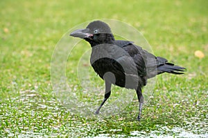 Portrait image of single young raven crow chic stays in puddle clear water splashes on wings