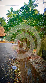 A portrait image of tree and other natura