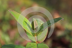 Beautiful portrait image of plant leafs with water pearls