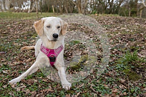 Portrait image of young golden retriever dog in a pink harness laying down outdoors