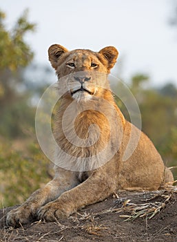 Portrait image of a young male lion with an upright posture