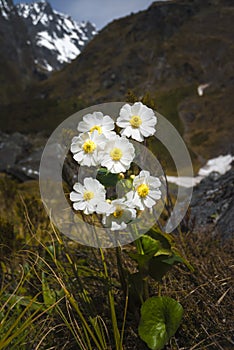 Mount Cook Lily