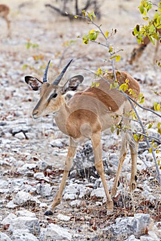 Portrait of Impala antelope