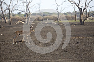 Portrait of impala antelope