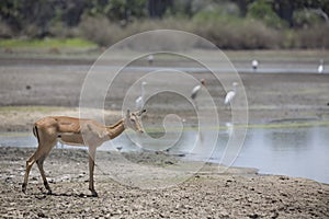 Portrait of impala antelope