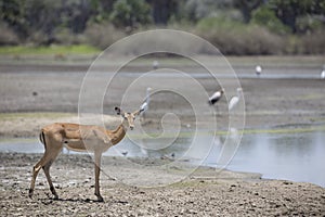 Portrait of impala antelope