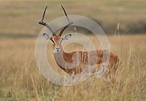 Portrait of a Impala at Masai Mara