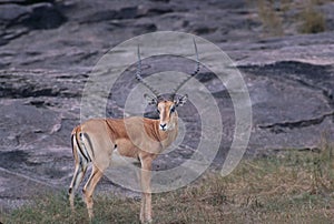 Portrait of Impala ram