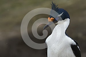 Portrait of an Imperial Shag on the Falkland Islands