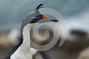 Portrait of an Imperial Shag on the Falkland Islands