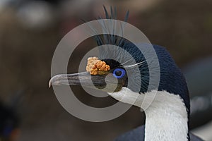 Portrait of an Imperial Shag on the Falkland Islands