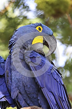 Portrait of an impressive Hyacinth macaw, profilePantanal, Brazil