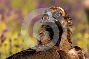 A portrait of impressive juvenile Cinereous vulture Aegypius monachus from region Castile and LeÃ³n in Spain.