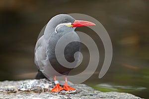 Portrait of an Inca Tern