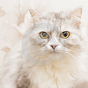 Portrait of incredulous light fluffy cat looking at the camera photo