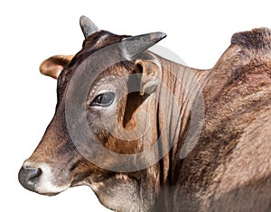 Portrait of Indian cows, isolated