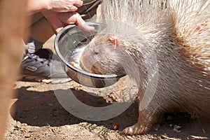 Portrait of Indian crested porcupine in captivity enjoying vegetables, porcupine holding and eating carrot, rodent with open mouth