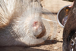 Portrait of Indian crested porcupine in captivity enjoying vegetables, porcupine holding and eating carrot, rodent with open mouth