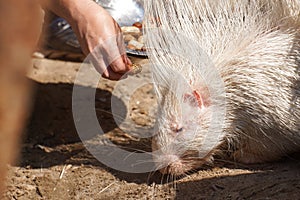 Portrait of Indian crested porcupine in captivity enjoying vegetables, porcupine holding and eating carrot, rodent with open mouth